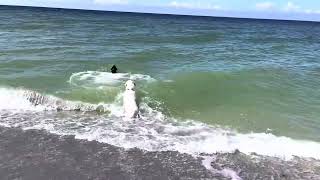 Dogs in the Water at Brohard Paw Park