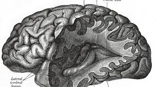 Neuropolitics | Wikipedia audio article