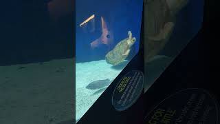 there is something wrong with this turtle #aquarium #sea #tacos #fish