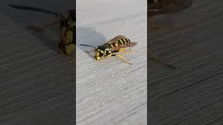 Wasp got drunk on beer