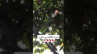 شاهدوا شجرة الكاكاو في #ماليزيا 🍫💥💥