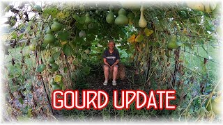 Gourd Update