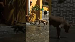 Dog Lover 🐶 #subscribe #viralvideos #shorts #dog #evening