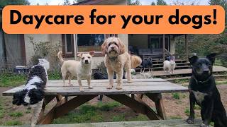 🐶🐕🐩🌲📽Daycare for your dog 🐶🐕🐩🌲📽  Video made just for dogs.  Engaging video to entertain your dogs!