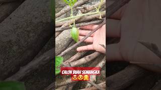 Bakal Calon Buah Semangka #shorts #tanaman #semangka #panen #panenbuah #buah #buahsegar