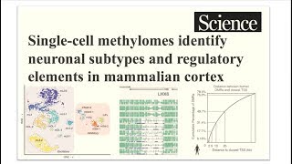 Single-cell methylomes & neuronal subtypes in mammalian cortex