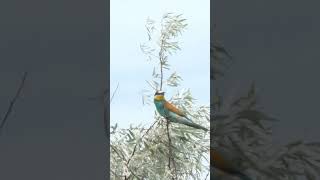 Золотистая щурка, очень красивая птица. ( Merops apiaster).