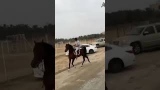 مرونه ورشاقه الخيل العربي 🐎. #خيل #السعودية