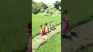 আমার সোনার বাংলা #nature #viralvideo #shortsvideo #shorts