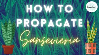 How to Propagate Sansevieria (Snake Plants)