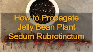 Stem Propagation for Sedum Rubrotinctum ‘Jelly Bean Plant’