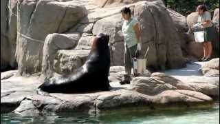 Sea lion performing at Bronx Zoo, New York (2)