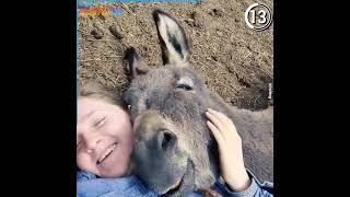 Cute Donkey Funny, Try Not To Laugh