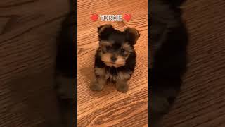 ❤️ YORKIE ❤️. #yorkie #shortvideo #puppy #yorkshire #dog #video #yorkielove #dogs #shorts #short