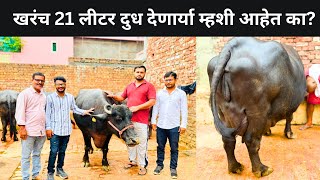 12 ते 21 लीटर दुधाच्या देणाऱ्या म्हशींची किंमत? पहा संपुर्ण मुलाखत | How to Buy Best Murrah Buffalo