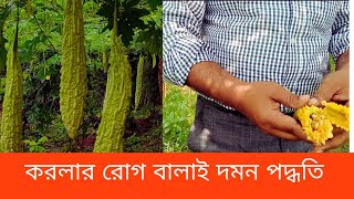 করলার রোগ বালাই দমন পদ্ধতি | Bitter gourd disease control method