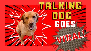 TALKING DOG goes VIRAL! #talkingdog #smartdog #viraldog