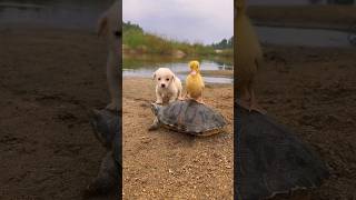 Ek tu hi yar Mera song #shortsvideo #cuteanimals #cutedog #shortsviral