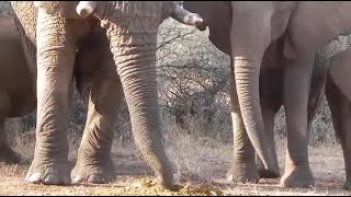 Curious Elephant Behavior: Watch as these Gentle Giants Display Unique Eating Habits