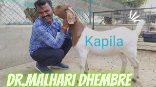 Dr Malhari Dhembre Nimkar Farms Phaltan| Boer Goat Expert and Future Of Boer Goats