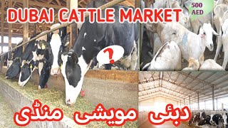 Dubai Cattle Market 2024 | Dubai Bakra Mandi prices | Bakra Mandi in UAE 😍