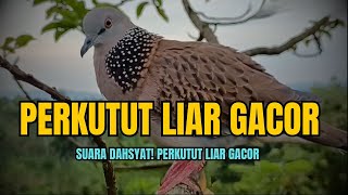 Perkutut Langsung GACOR dalam 5 Detik! Tips Pancingan Ampuh