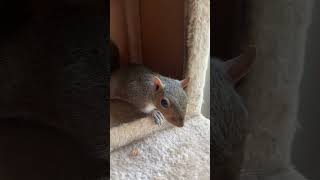 Rescued Squirrel Leo 1st Time on Cat Tree