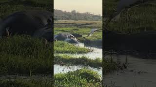 Hippos Chobe Botswana Africa. Elephants and Hippos