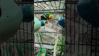 Love birds sounds || Daily royine of love birds at morning || fischers sounds