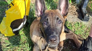 Small montage of our Belgian Malinois puppy first time off lead!!