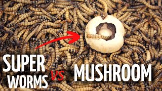 5,000 Superworms and Mushrooms - Timelapse! 5000 Superworms VS Mushroom