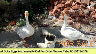 Ducks for sale in pakistan/in chakwal eggs and chicks