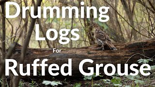 Why Cover is Important for Ruffed Grouse Drumming Logs