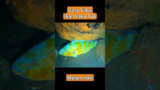 Cara Ikan Kaka Tua Tidur Malam Hari. #short