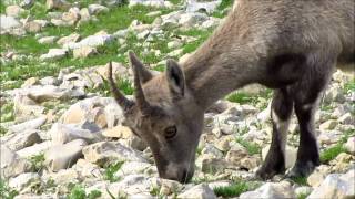 Bouquetins des Alpes