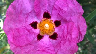 💗💛  Le ciste  💛💗   #jardin  #nature  #fleurs