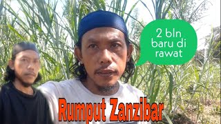 Rumput Zanzibar umur 2 bln