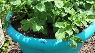 Potato Plant Update 6/15