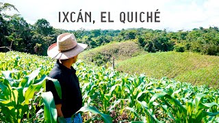 Así se cultiva en Ixcán, El Quiché, Guatemala