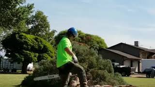 Limbing and bucking a tree in hyper speed.