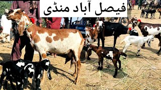 Faisalabad bakra mandi new updates beetal milking goats [haider tv vlog]