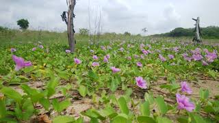 ( NO Editing ) Windy Beach Morning Glory