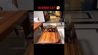 CAT SCARED 😯