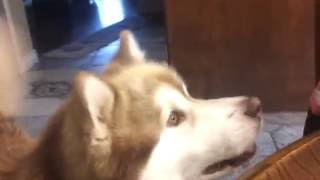 Funny Malamute howls for pancakes