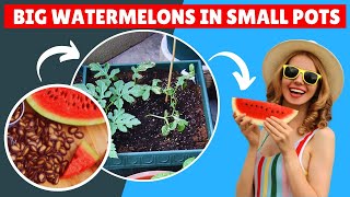 What’s the Easiest Way To Grow Watermelons in A Container