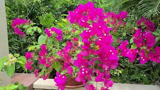 Results of Pruning, Re-potting and Fertilizing Bougainvilleas