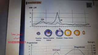 احسن شرح للدورة الشهرية (Menstrual cycle) ممكن تسمعه لطلاب البيولوجي - د. محمد خالد