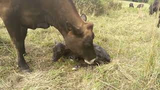 Naissance d'une velle croisée Angus - Jersiaise (partie 1).