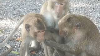 So cute small monkeys