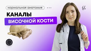 Анатомия | Как выучить каналы височной кости?